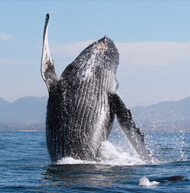 Picture of a whale featured on the Tours page of the Vallarta Medical Center Inn, Puerto Vallarta, Mexico.  The Tours page features tours and sightseeing in Puerto Vallarta, Mexico